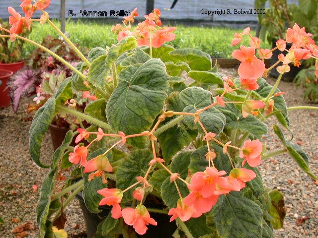 B. ‘Annan Belle’